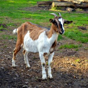 goat, billy goat, goatee-1803931.jpg