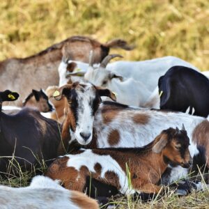 goat, herd of goats, domestic goats-4546013.jpg