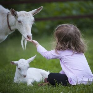 goat, kid, animal-3017394.jpg